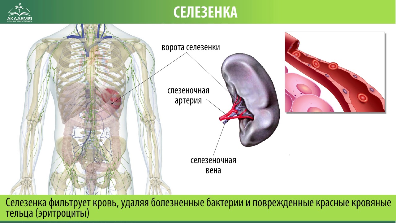 Селезенка народные средства