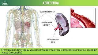 Где Селезенка У Человека Фото