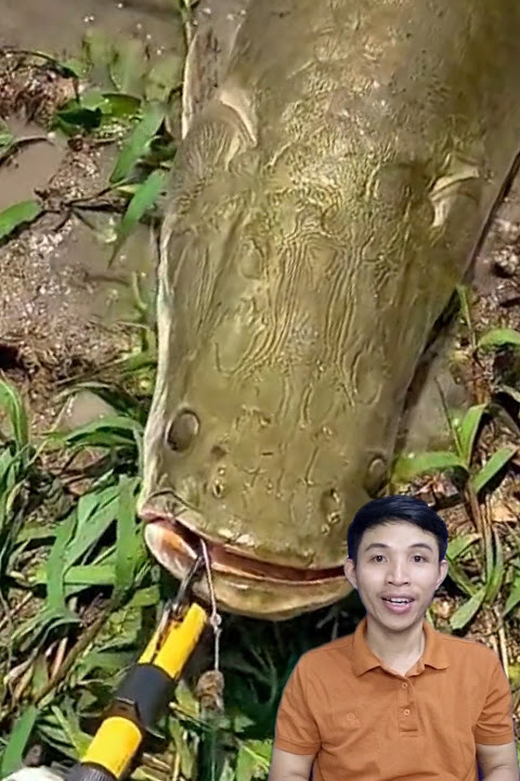 Câu cá khổng lồ có vảy kỳ lạ nhất #cacconvat #docla #fishing