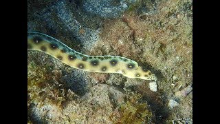 Most amazing snake eel