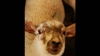 Dramatic Sheep
