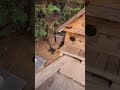 Как в Стамбуле любят кошек