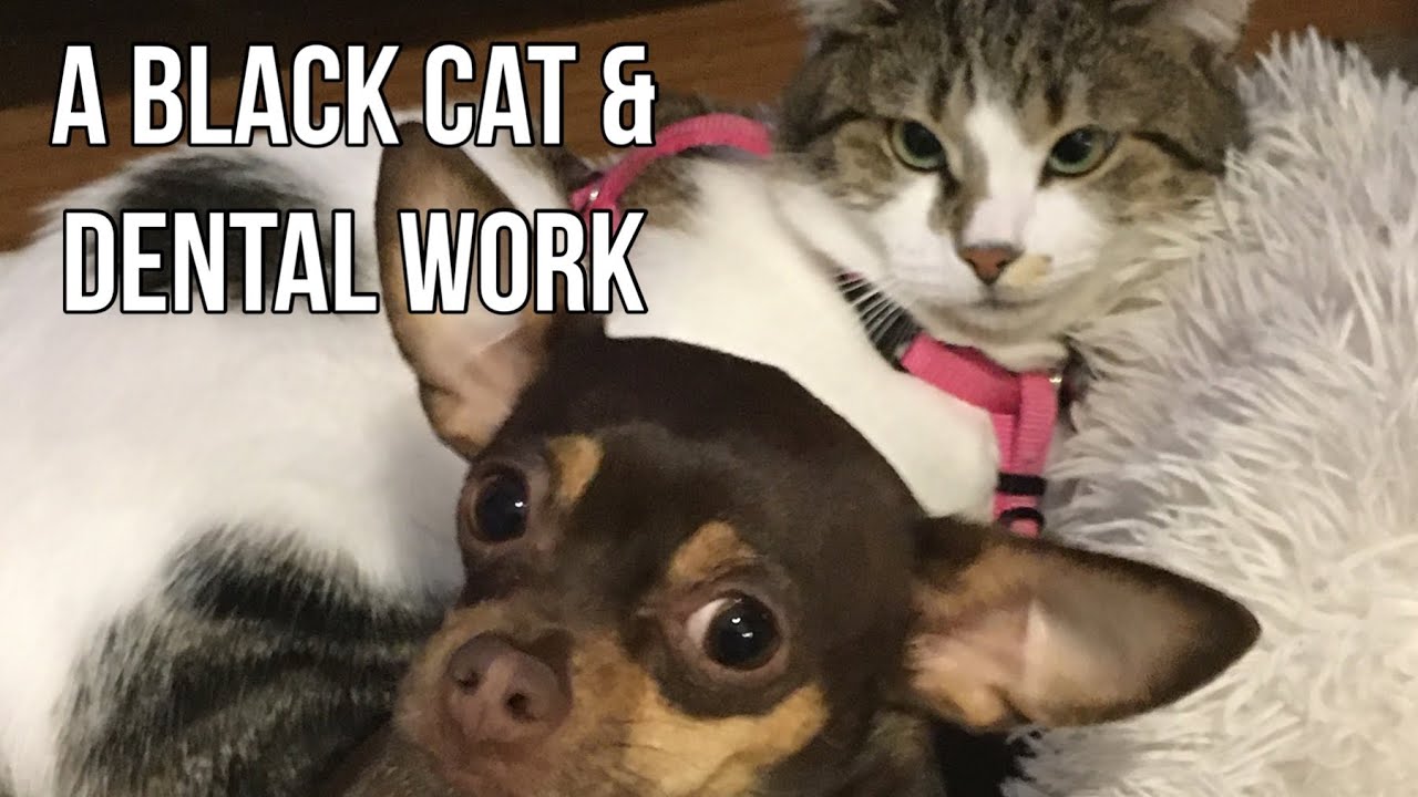 Caprice & Ella 321 (clean) A Black Cat & Dental Work YouTube