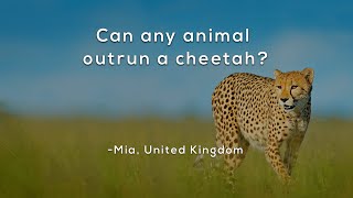 Can any animal outrun a cheetah?