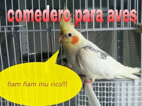 Comedero Para Aves Youtube