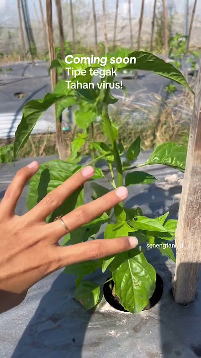 Tipe tegak tahan virus? Apanih! #cabai #varietasunggul #tavi #cabe #rekomendasi #petanimuda #petani