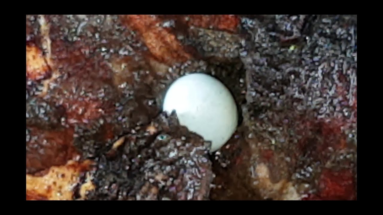 vlogs in spanish Could this be a dinosaur egg ?