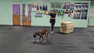 Pepper Pt. 1 - Crate Training Tips and Tricks, How to Create True Relaxation/Comfort in the Crate