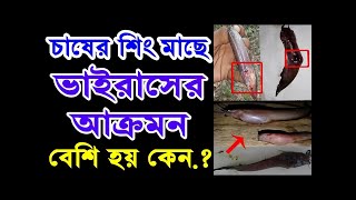 শিং মাছের ব্যাকটেরিয়া জনিত রোগে করণীয় সম্পর্কে আমাদের অনেকেরই ধারণা নেই।how to start fish farming.