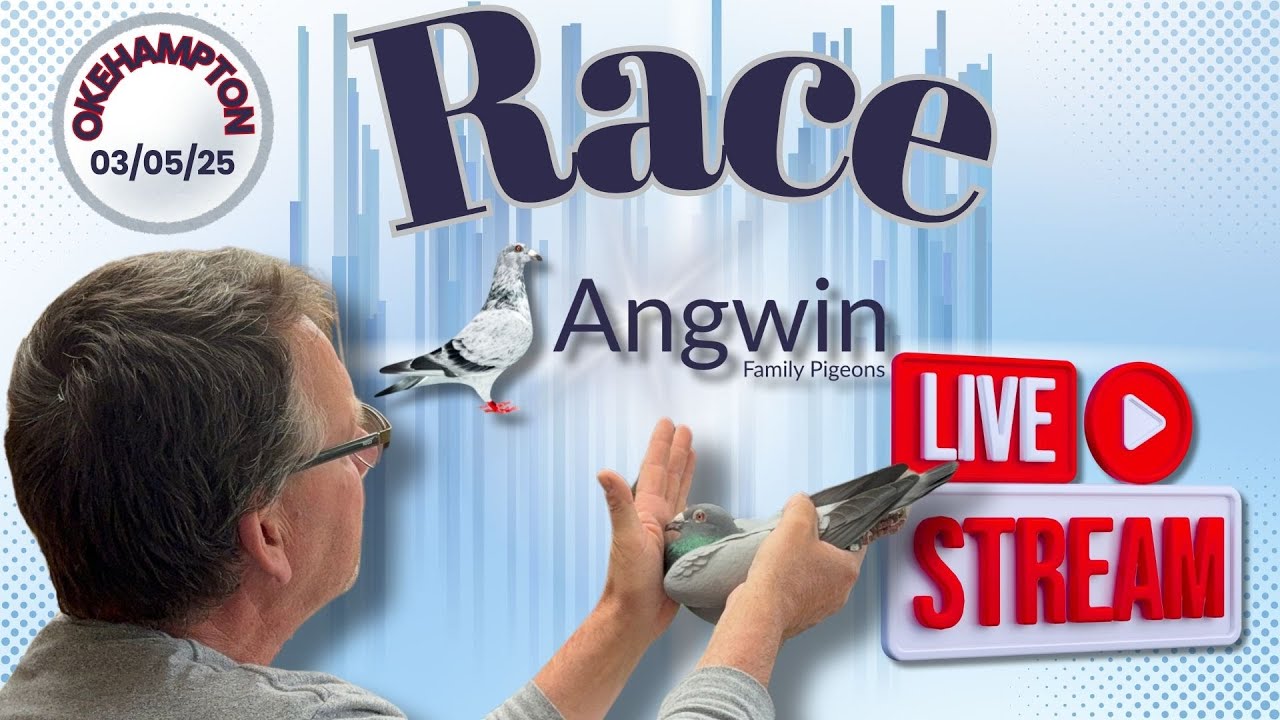 Angwin Family Pigeons is live racing pigeons! - pigeon racing from ...
