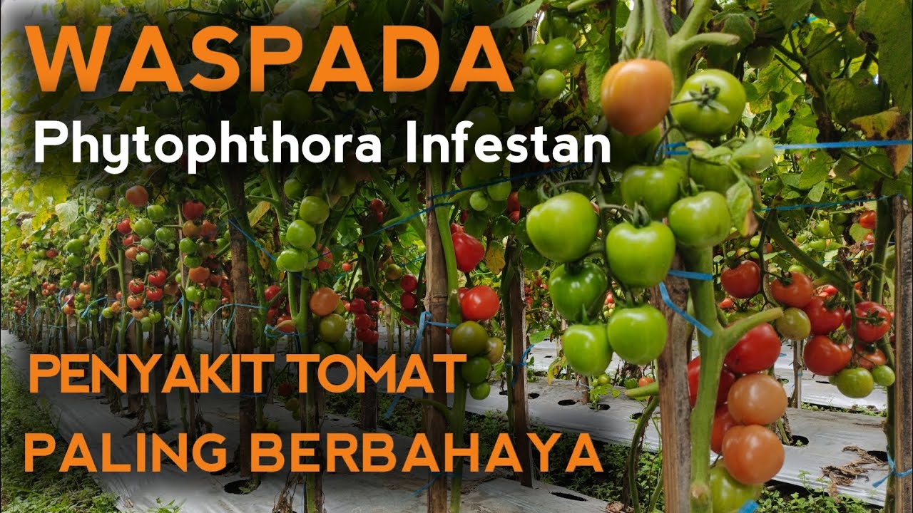 WASPADA..!! INI PENYAKIT TANAMAN TOMAT PALING BERBAHAYA Phytophthora Infestan