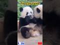 #shorts Two cute panda #funny #viral #trending