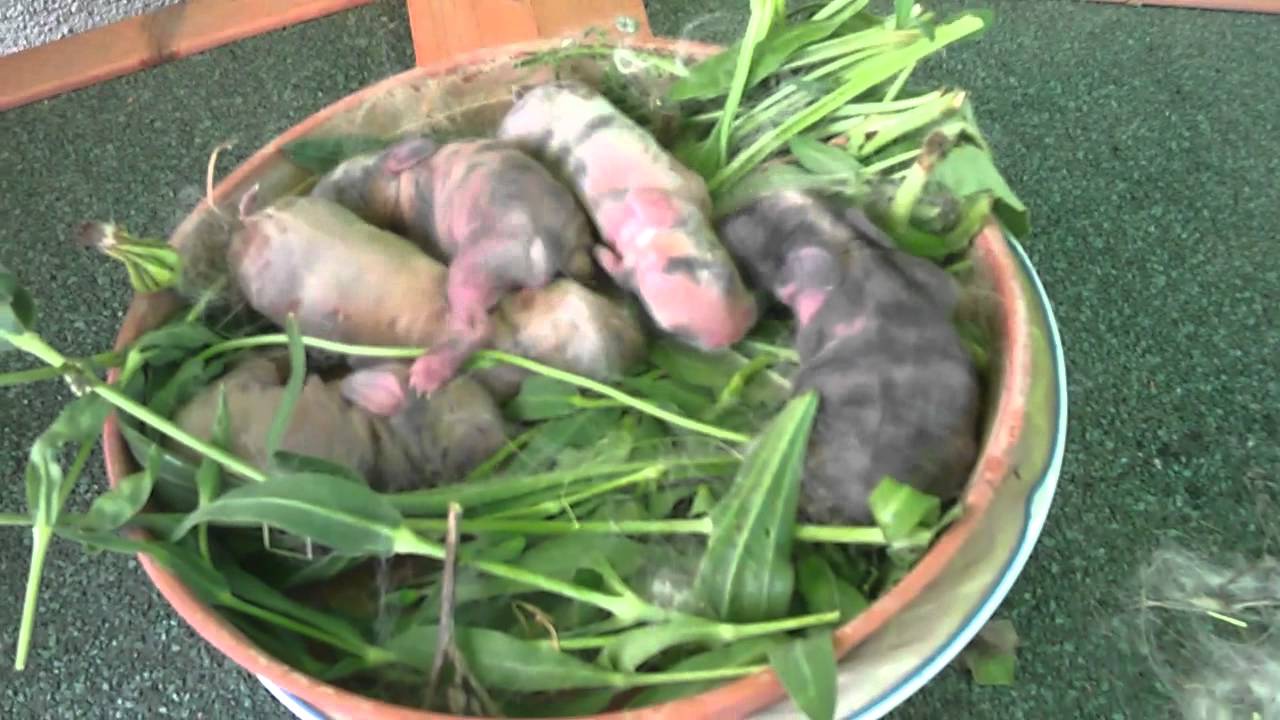 Gazapos de conejos enanos con 3 días - YouTube
