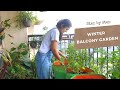 Winter Garden | Growing 14+ vegetables in my 50 sq ft balcony