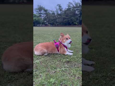 [コーギー]瞬間ダッシュ[Corgi]