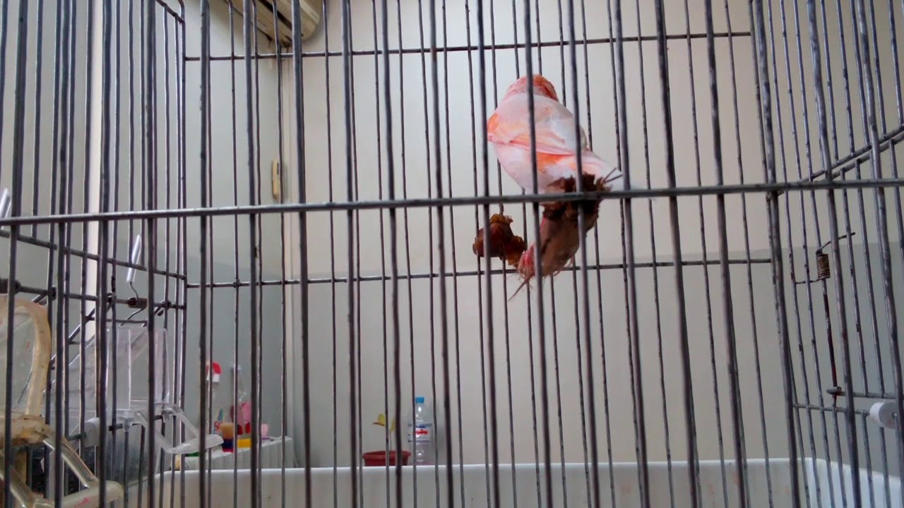 فوائد المكمل الغذائي FERTI-VIT و طريقة تقديمه لطيورنا