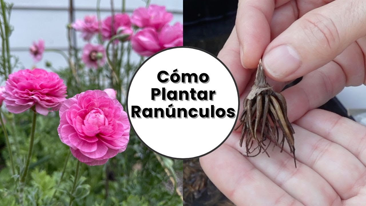 Cómo sembrar 🌸 ranúnculos paso a paso | Guía fácil para principiantes 💪