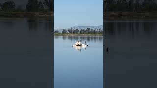 Bird city Napa Ca #boatlife #solosailing #liveaboard #narcoticsanonymous