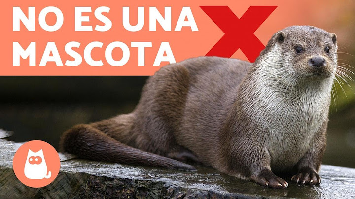 La NUTRIA COMO MASCOTA ❌ por qué NO puedes tener una