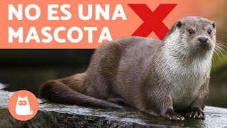 La Nutria Como Mascota Por Que No Puedes Tener Una Youtube La Nutria Como Mascota Por Que No Puedes Tener Una Youtube