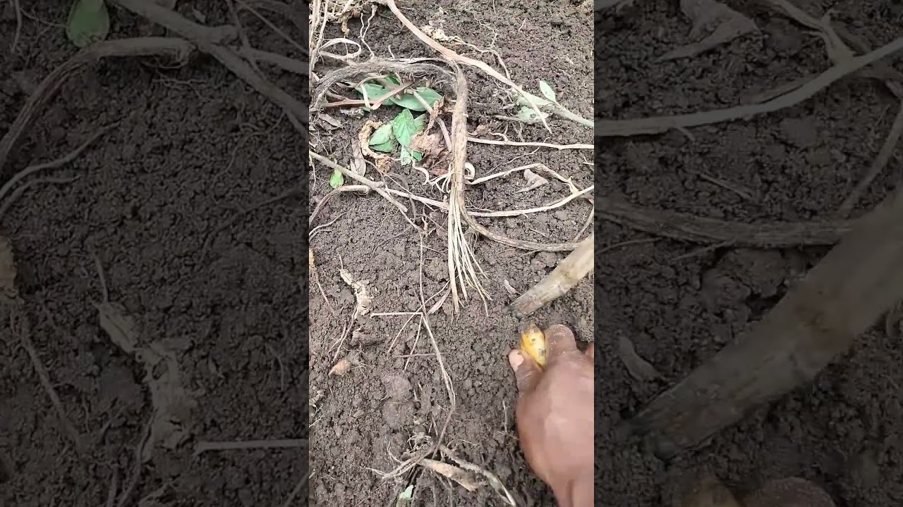 How I planted my Ugu seeds. #homegarden #mybackyardgarden #sackgardening