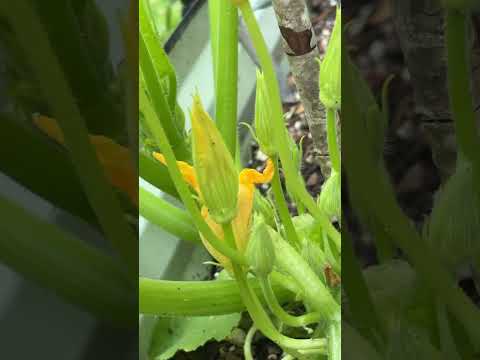 Squash flowers #gardening #garden #squash #grow #theothersideofmakebelieve #flowers ￼