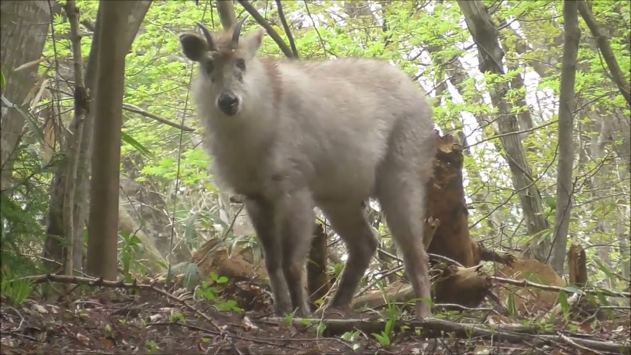 【渓流釣り＆山菜採り】タラの芽とウドが採れたので旬のホヤと一緒に食べてみた