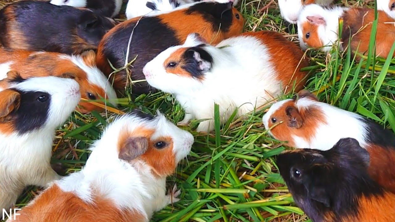 Guinea pig eating ASMR, cute animals ASMR, eating sounds video, cute colorful guinea pigs 