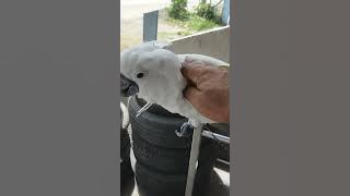 ka  nindot sa langgam/ Cute bird
