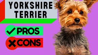 Yorkshire Terrier Pros and Cons / Should You Get One?