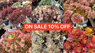 4/10/24 Lele: (408) 883 5495 ON SALE CRESTED GREAT PRICE $20-$30 | GIẢM GIÁ SEN ĐÁ ON SALE 10% OFF by LeLe's Succulents USA 2,268 views 1 month ago 14 minutes, 49 seconds