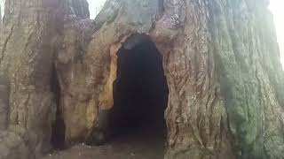 Hollow, cave-like Redwood tree trunks