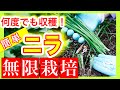 【簡単！無限ニラ】ニラを何度でも収穫できる「無限栽培」の方法を教えます！！　～狭い庭で家庭菜園～