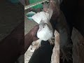 ❤😎👌🕊️🕊️😎pigeons#pura#shorts#💥 status#WhatsApp #Tamil#puralovers#pigeonslovers#pura