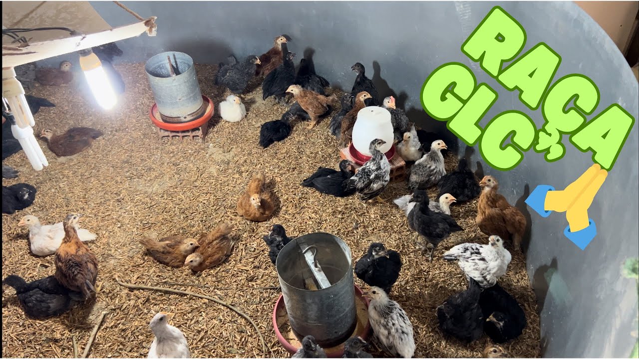 CRIAÇÃO DE GALINHA CAIPIRA! LOTE NOVO DA RAÇA GLC