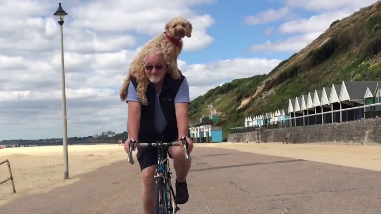 CYCLING COCKAPOO ZoeTails taking a bike ride YouTube
