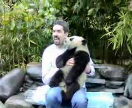 Video: Jak Navštívit čínskou Základnu Chengdu Panda