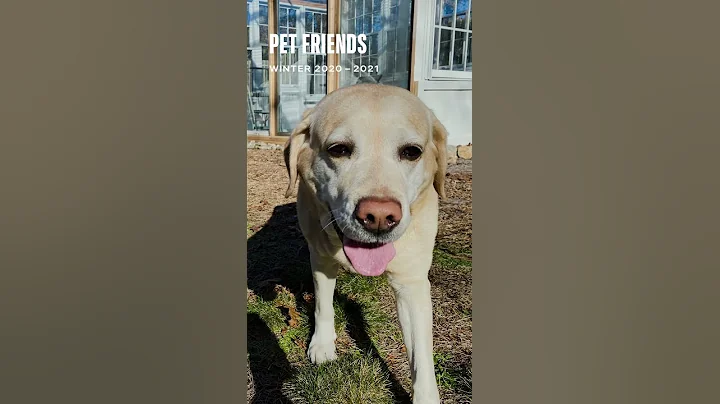 Yellow lab Vanna - loving life #shorts