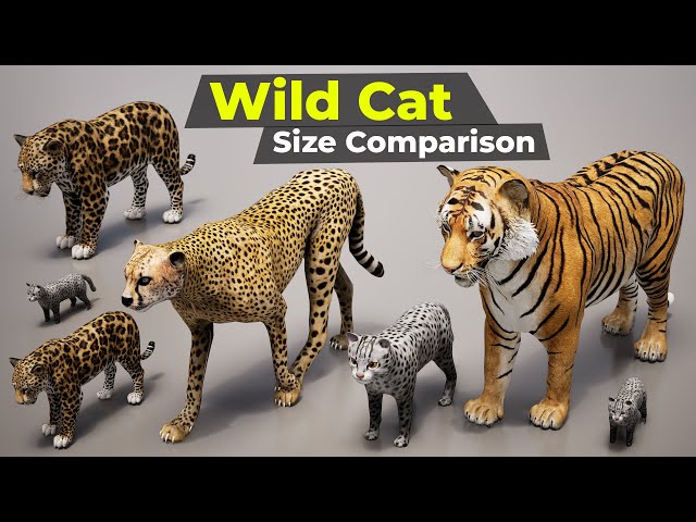 Wild Cats size Comparison class=