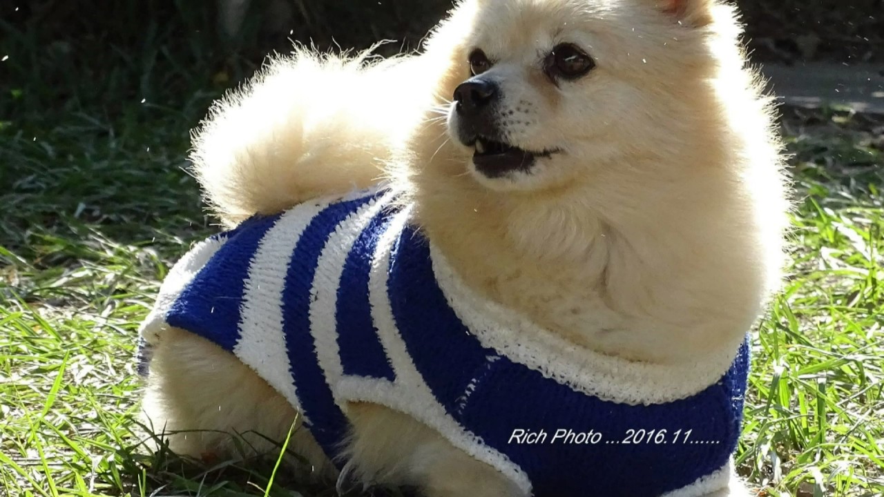 02-061  落葉しぐれ   字義板 音圓 2079   金嗓  40153