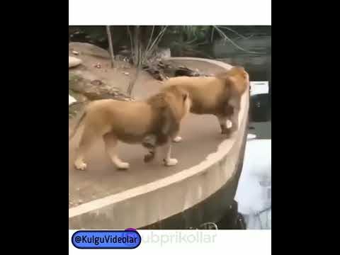 Karol lev 🦁🦁🤣😂 - YouTube