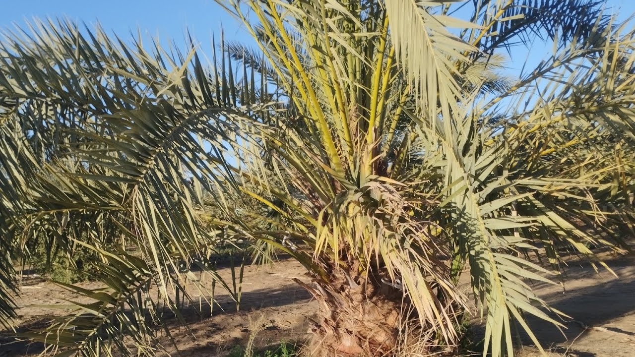 23فدان سعر مفاجأة في الواحات البحريه منطقة القصعه للاستفسار 01009554654