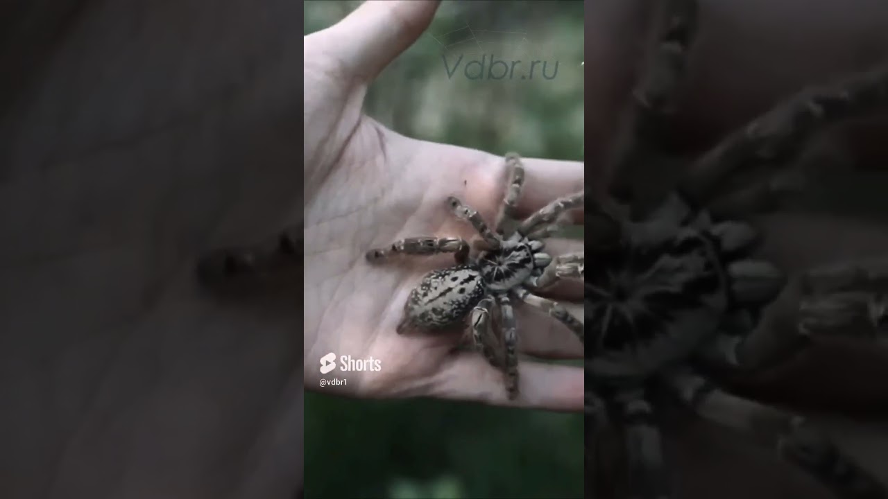 Heteroscodra maculata африканский паук птицеед #tarantula #spider #пауки