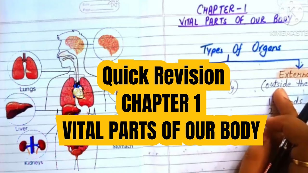 CHAPTER 1 EVS CLASS 4 Vital parts of our body Quick Revision for
