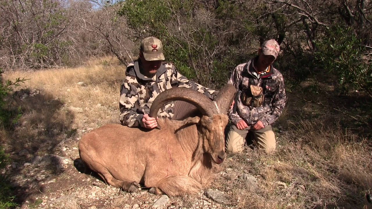Largest Aoudad Taken on Camera! YouTube