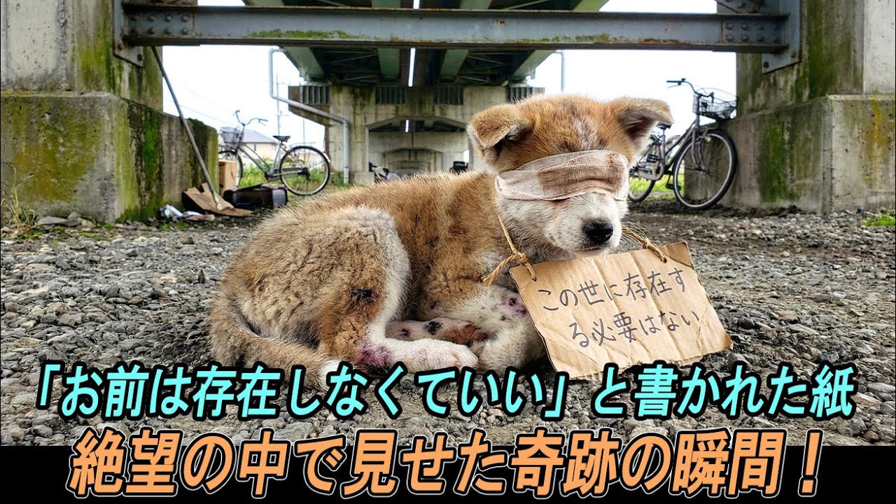 橋の下に捨てられた目隠しをされた秋田犬の子犬、首には「お前はこの世界に存在する必要はない」と書かれた紙が… 見る者の涙を誘う瞬間！