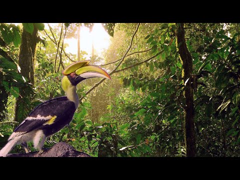 Borneo Tropical Rainforest