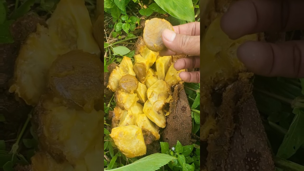 Buah kluwek khas indonesia 