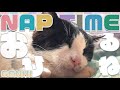 猫と犬のおひるねタイムへ