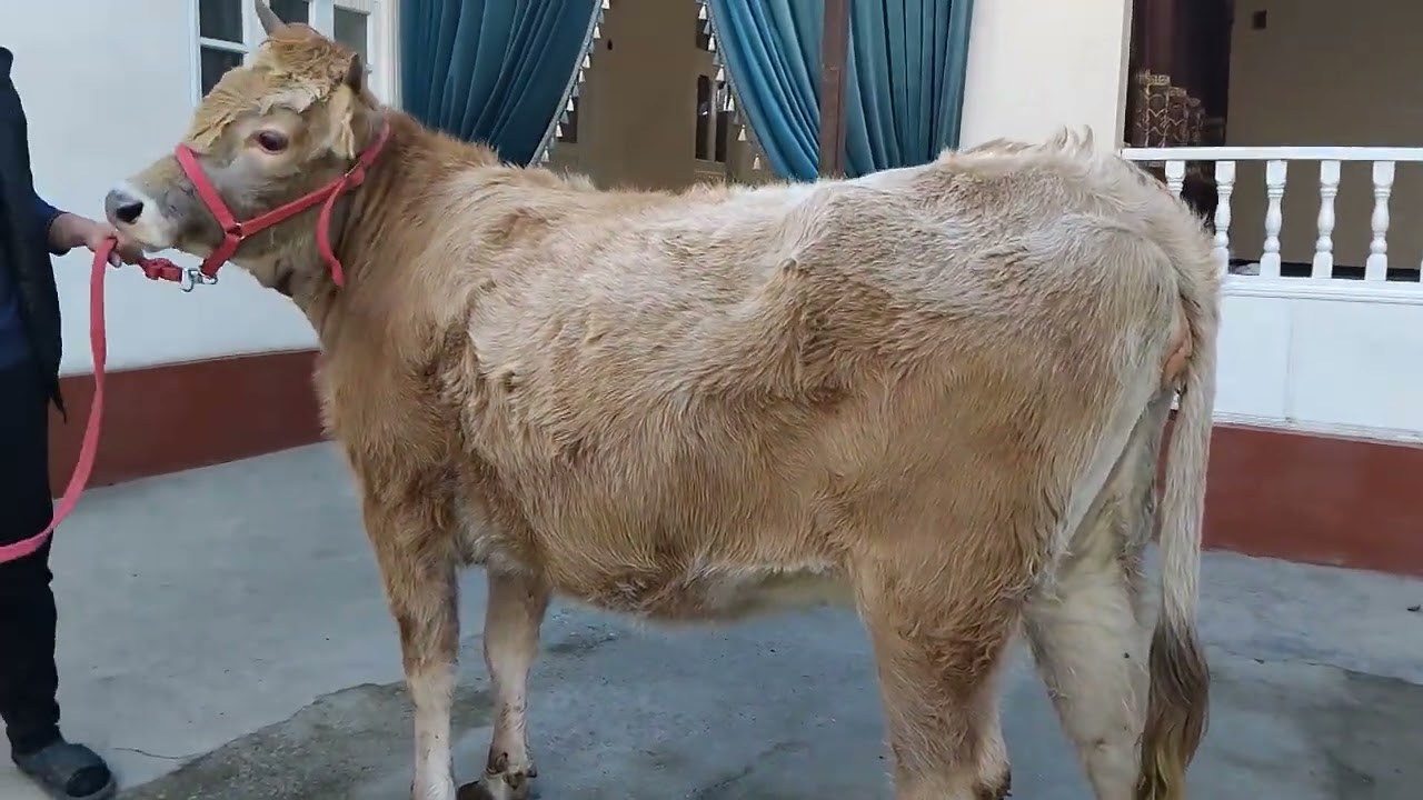 Birinchi qoringa bogozlar 950593336